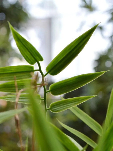 Artificial Japanese Bamboo Plant H60cm NKoop DP
