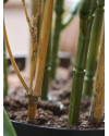Artificial Japanese Bamboo Plant H60cm NKoop DP