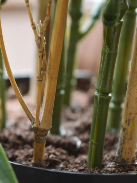 Artificial Japanese Bamboo Plant H60cm NKoop DP