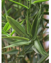 Artificial Japanese Bamboo Plant H90cm NKoop DP