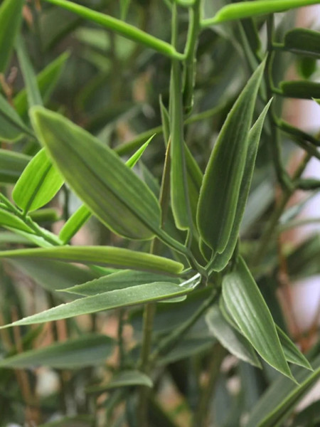 Artificial Japanese Bamboo Plant H90cm NKoop DP