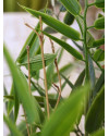 Artificial Japanese Bamboo Plant H90cm NKoop DP