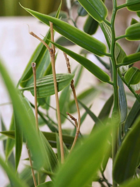 Artificial Japanese Bamboo Plant H90cm NKoop DP