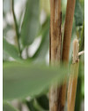 Artificial Japanese Bamboo Plant H90cm NKoop DP