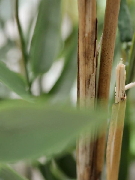 Artificial Japanese Bamboo Plant H90cm NKoop DP