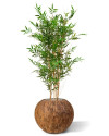 Artificial Japanese Bamboo Plant H120cm NKoop DP