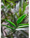 Artificial Japanese Bamboo Plant H120cm NKoop DP