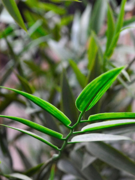 Artificial Japanese Bamboo Plant H120cm NKoop DP