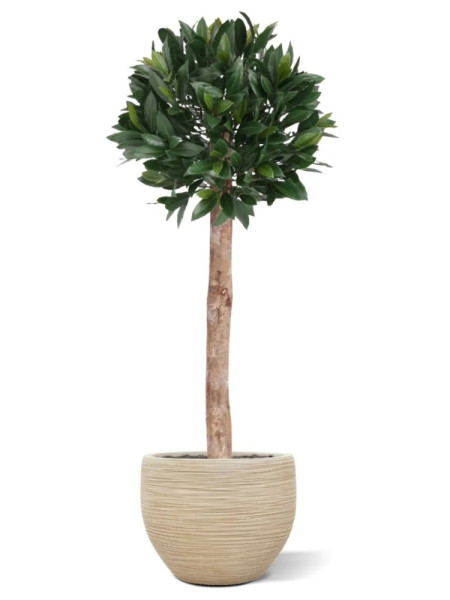 Штучне Лаврове дерево H45cm NKoop DP