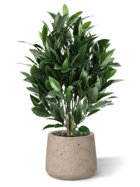 Штучний лавровий кущ H50cm NKoop DP