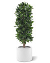 Artificial Laurel Bay column tree H125cm NKoop DP