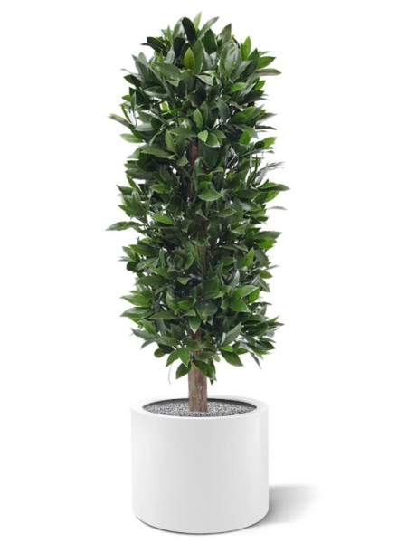 Artificial Laurel Bay column tree H125cm NKoop DP