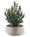 Artificial Boxwood hedging H50cm NKoop DP