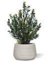 Artificial Boxwood hedging H50cm NKoop DP
