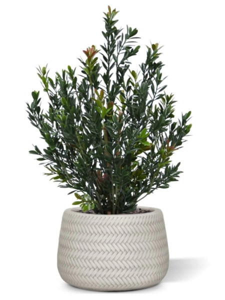 Artificial Boxwood hedging H50cm NKoop DP