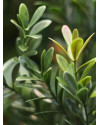 Artificial Boxwood hedging H50cm NKoop DP
