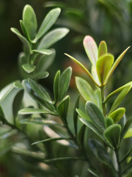 Artificial Boxwood hedging H50cm NKoop DP