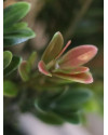 Artificial Boxwood hedging H50cm NKoop DP