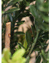 Artificial Boxwood hedging H50cm NKoop DP