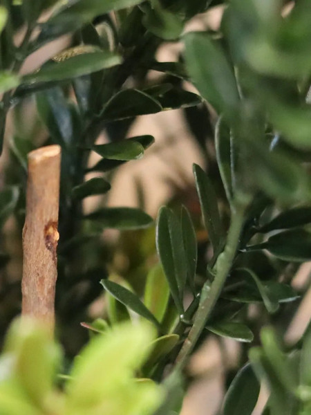 Artificial Boxwood hedging H50cm NKoop DP