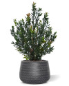 Artificial Boxwood hedging H50cm NKoop DP