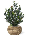 Artificial Boxwood hedging H50cm NKoop DP