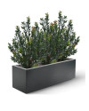 Artificial Boxwood hedging H50cm NKoop DP