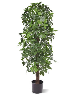 Штучна  Шеффлера колона H120cm