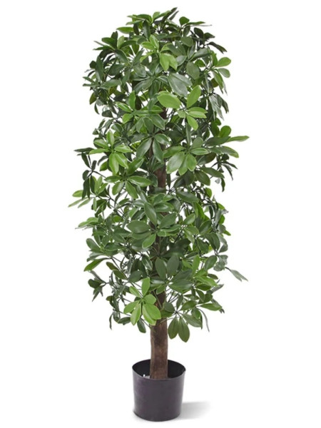 Штучна  Шеффлера колона H120cm NKoop DP