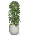 Штучна  Шеффлера колона H120cm NKoop DP