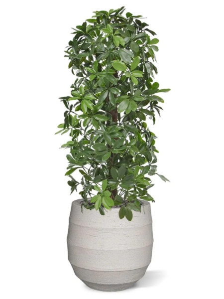 Штучна  Шеффлера колона H120cm NKoop DP