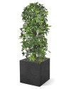Штучна  Шеффлера колона H120cm NKoop DP