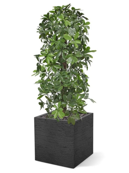 Штучна  Шеффлера колона H120cm NKoop DP
