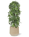 Штучна  Шеффлера колона H120cm NKoop DP