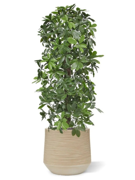 Штучна  Шеффлера колона H120cm NKoop DP