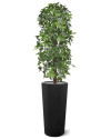 Штучна  Шеффлера колона H120cm NKoop DP