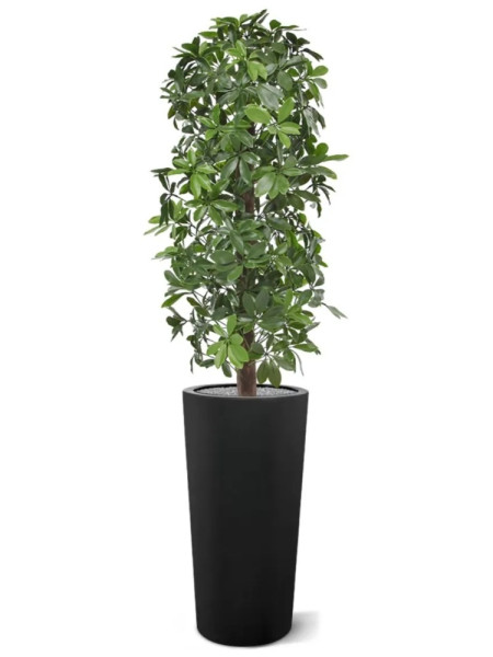 Штучна  Шеффлера колона H120cm NKoop DP