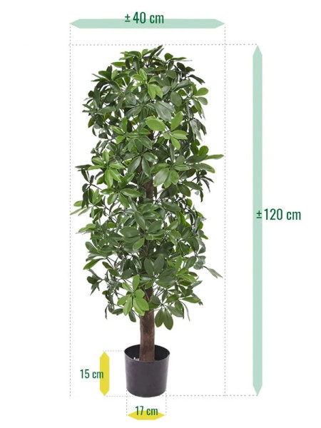 Штучна  Шеффлера колона H120cm NKoop DP