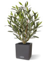 Штучний оливковий кущ H50cm NKoop DP