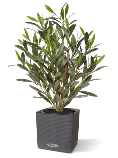 Штучний оливковий кущ H50cm NKoop DP