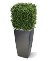 Штучний Самшит кубічний 30х30cm NKoop DP