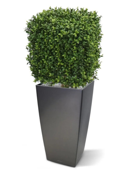 Штучний Самшит кубічний 30х30cm NKoop DP