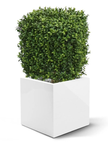 Штучний Самшит кубічний 30х30cm NKoop DP