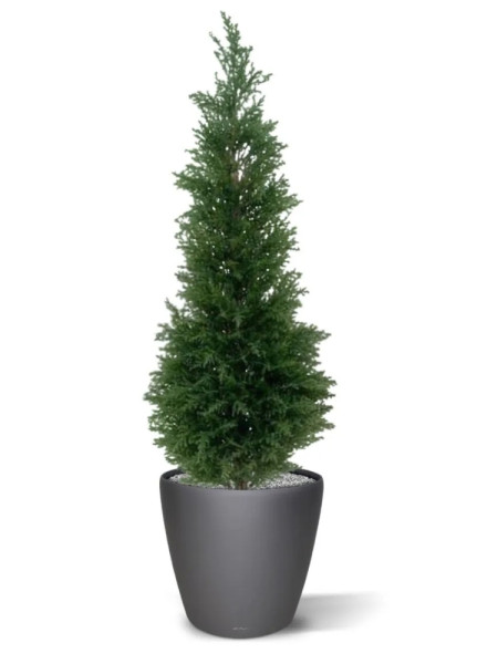 Штучний Кипарис Deluxe H120cm NKoop DP