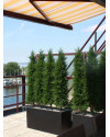 Штучний Кипарис Deluxe H160cm NKoop DP