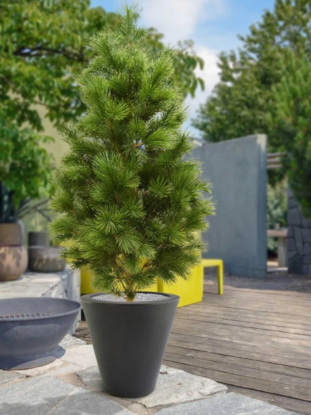 Штучна Сосна Deluxe XL H160cm NKoop DP