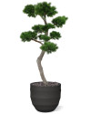 Artificial Pinus Bonsai tree H210cm NKoop DP
