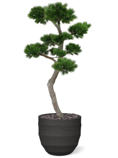 Artificial Pinus Bonsai tree H210cm NKoop DP