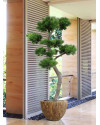 Artificial Pinus Bonsai tree H210cm NKoop DP