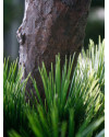 Artificial Pinus Bonsai tree H210cm NKoop DP